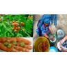Wingleaf Soapberry Seeds (Sapindus saponaria)