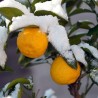 Yuzu Seeds Japanese citrus fruit -20°C (Citrus junos) 4.15 - 1