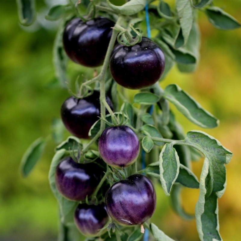 Blue Tomato Seeds "Bosque Blue" 2.5 - 2
