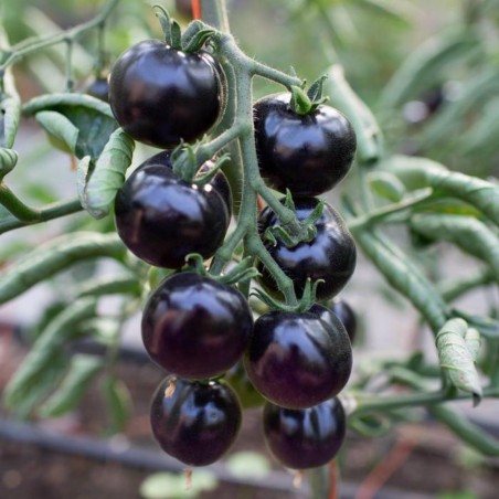 Blue Tomato Seeds "Bosque Blue" 2.5 - 3