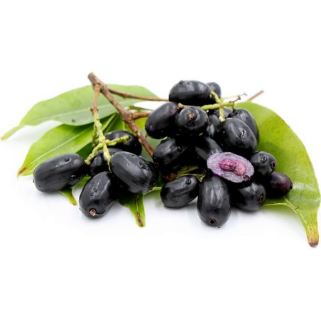 Graines de Jamblon, Jamelonier (Syzygium cumini) 2.95 - 6