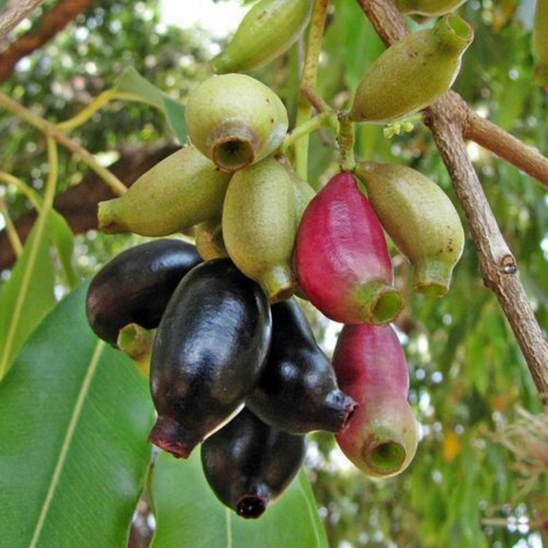 Graines de Jamblon, Jamelonier (Syzygium cumini) 2.95 - 1