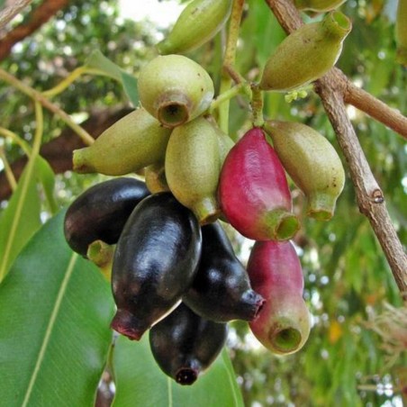 Graines de Jamblon, Jamelonier (Syzygium cumini) 2.95 - 1