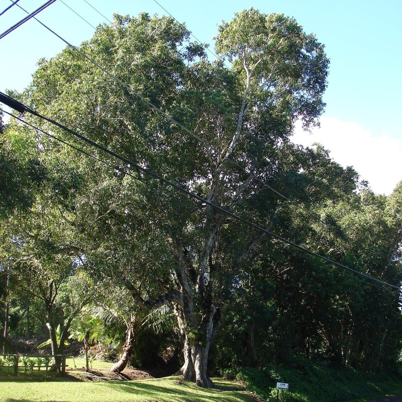 Java Plommon, Malabar Plommon Frön (Syzygium cumini) 2.95 - 2
