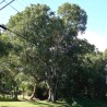 Java Plommon, Malabar Plommon Frön (Syzygium cumini) 2.95 - 2