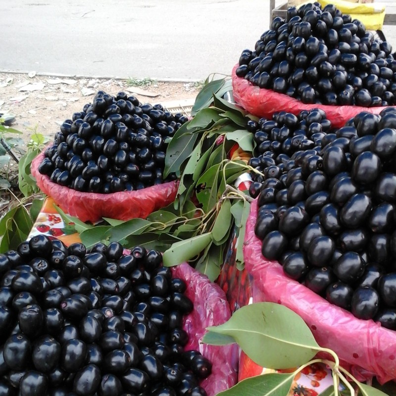 Graines de Jamblon, Jamelonier (Syzygium cumini) 2.95 - 3