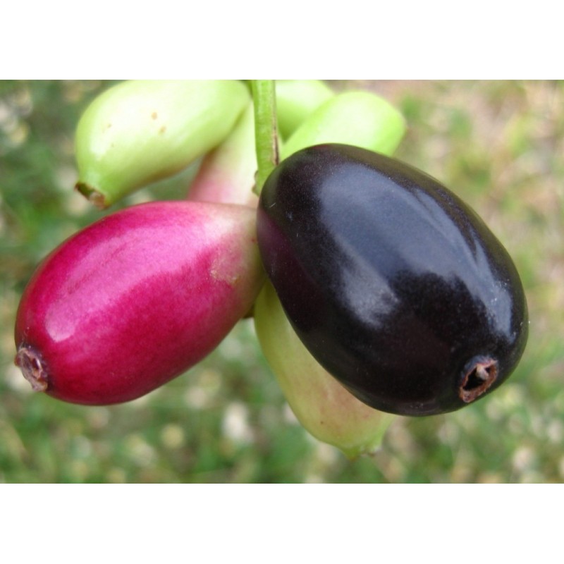 Graines de Jamblon, Jamelonier (Syzygium cumini) 2.95 - 4