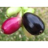 Graines de Jamblon, Jamelonier (Syzygium cumini) 2.95 - 4
