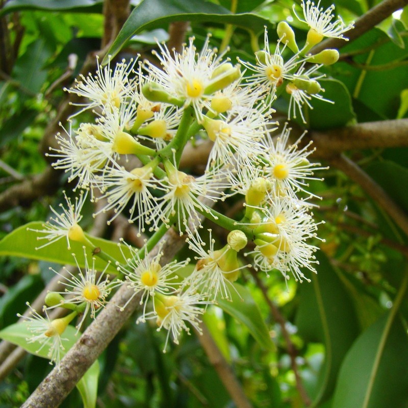 Graines de Jamblon, Jamelonier (Syzygium cumini) 2.95 - 5