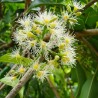 Graines de Jamblon, Jamelonier (Syzygium cumini) 2.95 - 5