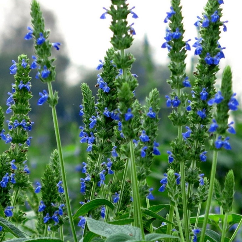 Σποροι ΜΑΥΡΟ ΤΣΙΑ (Salvia hispanica) 1.95 - 2
