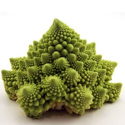 2000 Seeds Cauliflower  Romanesco 11 - 4
