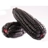 Purple Corn  Seeds - Maíz Morado "Kculli" Seeds Gallery - 5